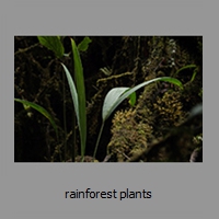 rainforest plants